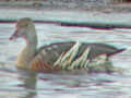 Plumed Whistling Duck